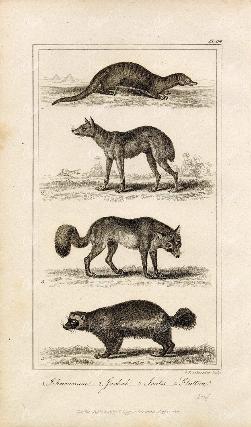 ANTIQUE Natural History Print - Jackal, Isatis, Glutton, Ichneumon