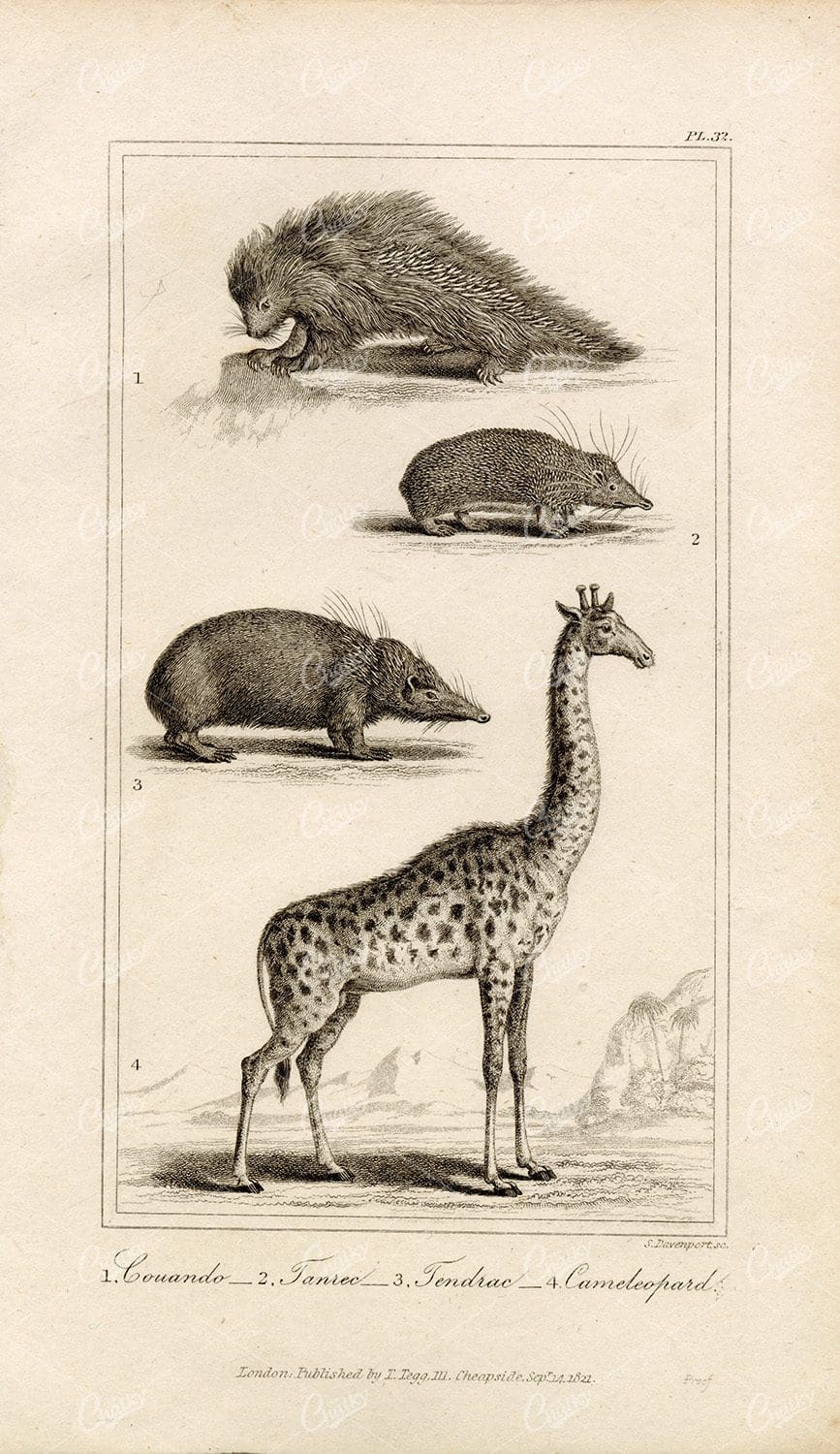 ANTIQUE Natural History Print - Tanrec, Tendrac, Giraffe, Couando