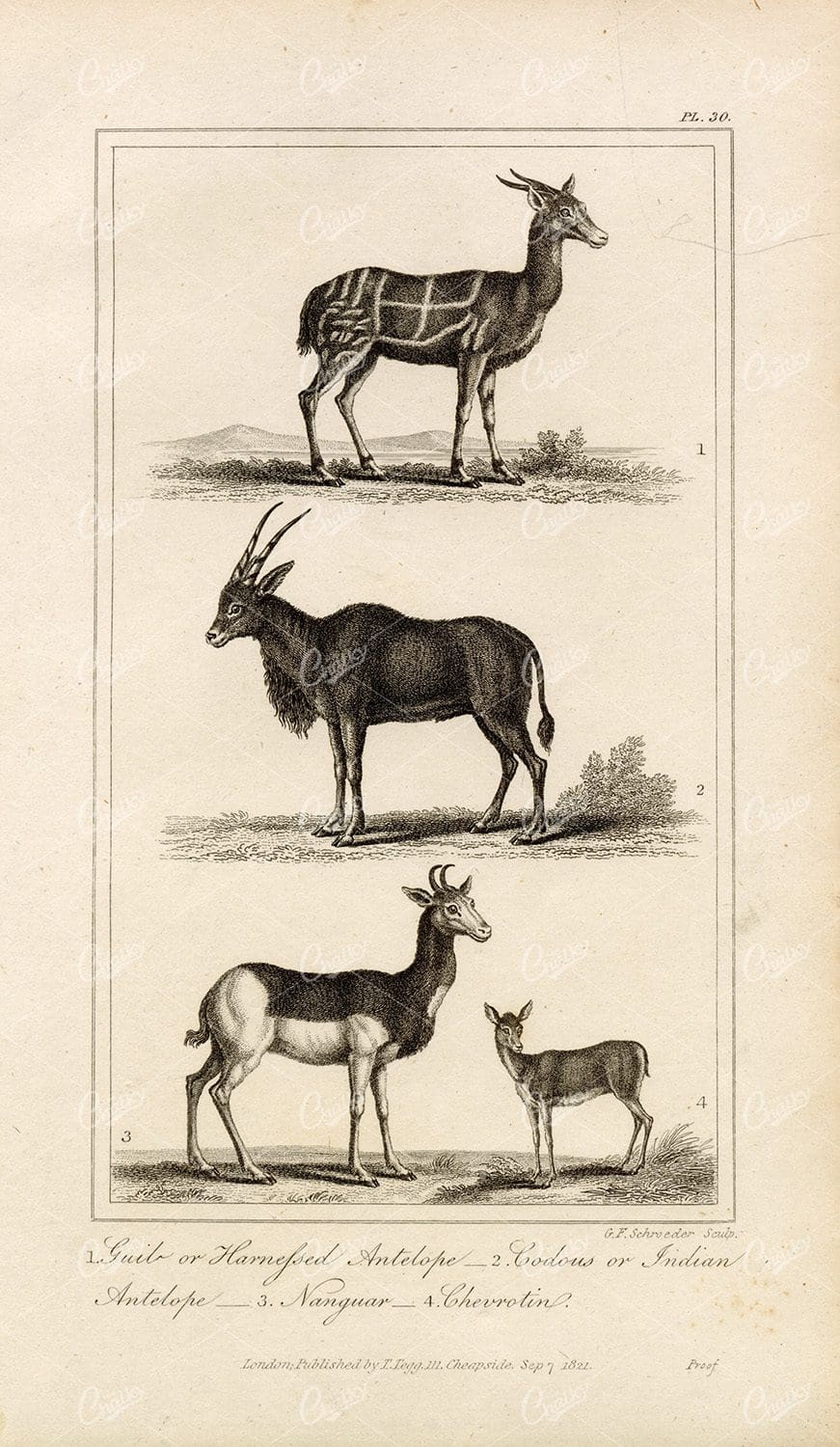 ANTIQUE Natural History Print - Antelopes, Nanguar, Chevrotin Engraving