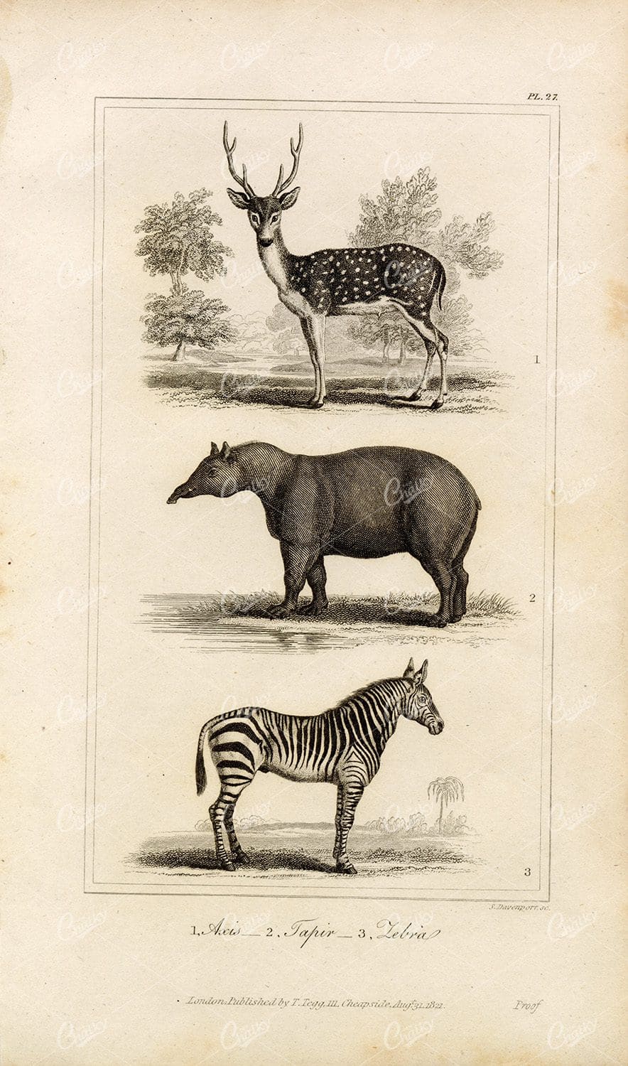 ANTIQUE Natural History Print - Axis, Tapir, Zebra Engraving