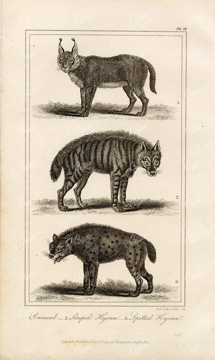 ANTIQUE Natural History Print - Caracal, Striped and Spotted Hyena