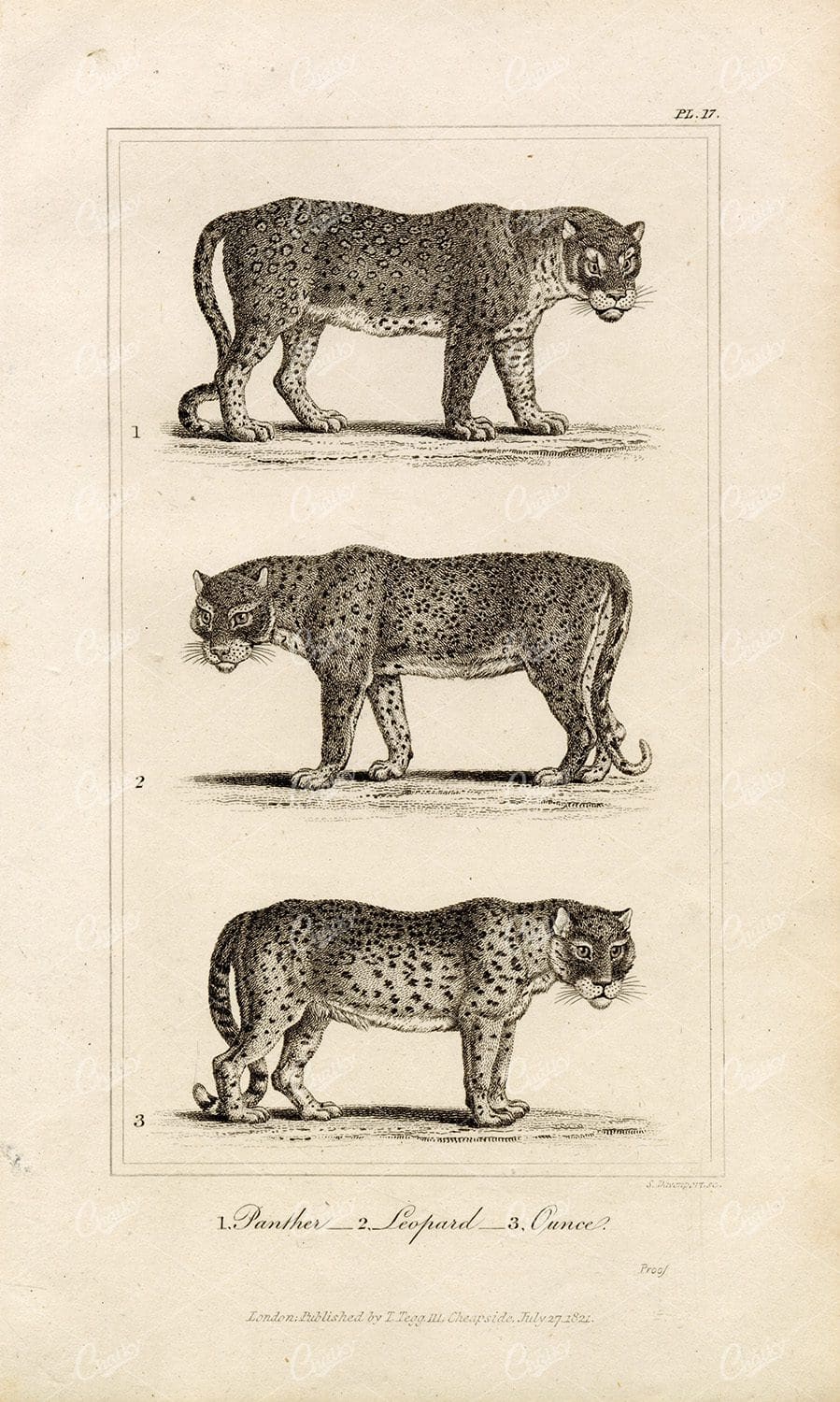 ANTIQUE Natural History Print - Panther, Leopard, Ounce Big Cats Engraving