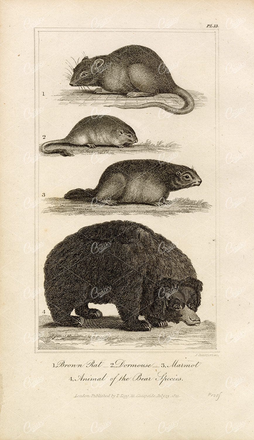 ANTIQUE Natural History Print - Brown Rat, Dormouse, Marmot, Bear