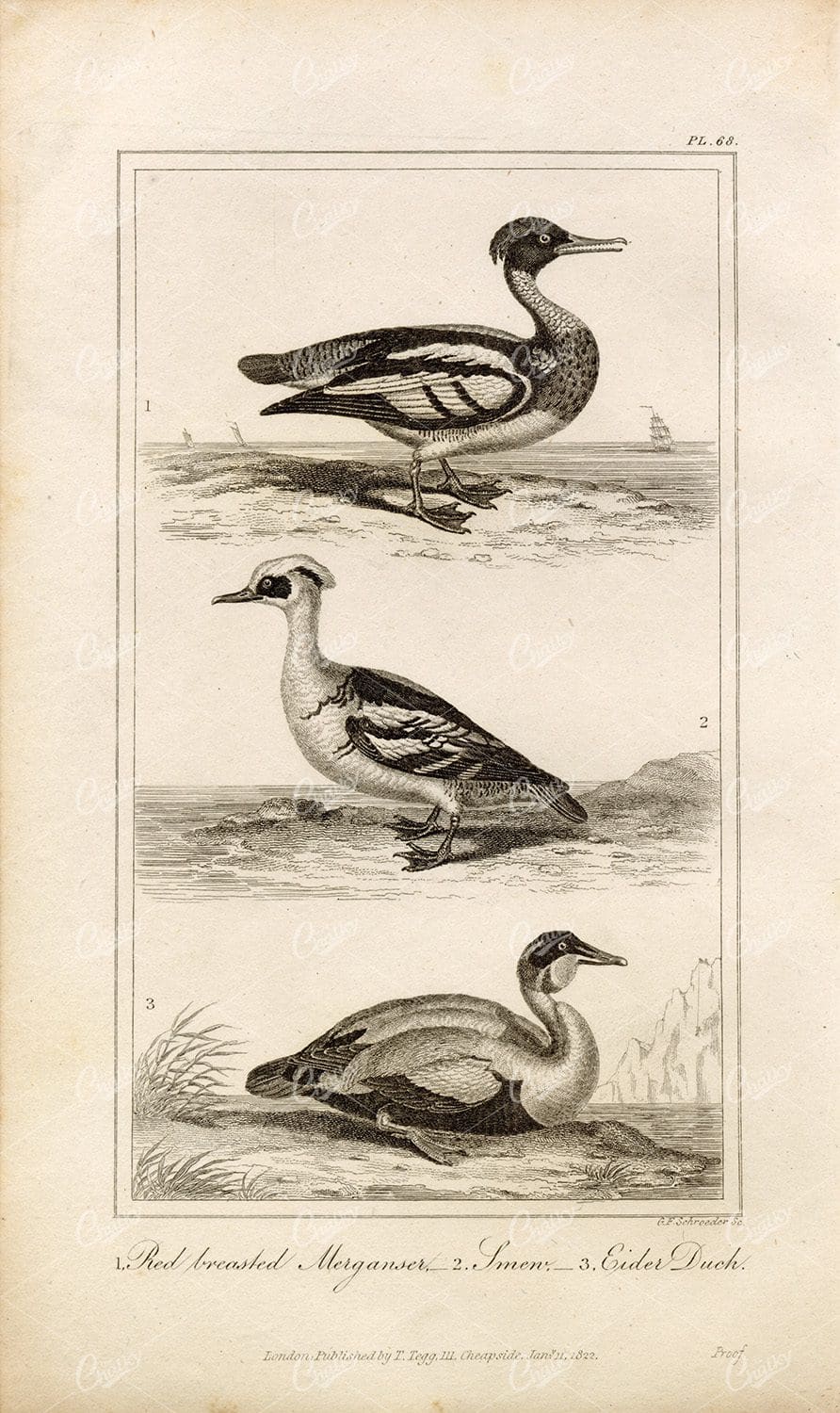 ANTIQUE Natural History Print - Merganser, Smew, Eider Duck