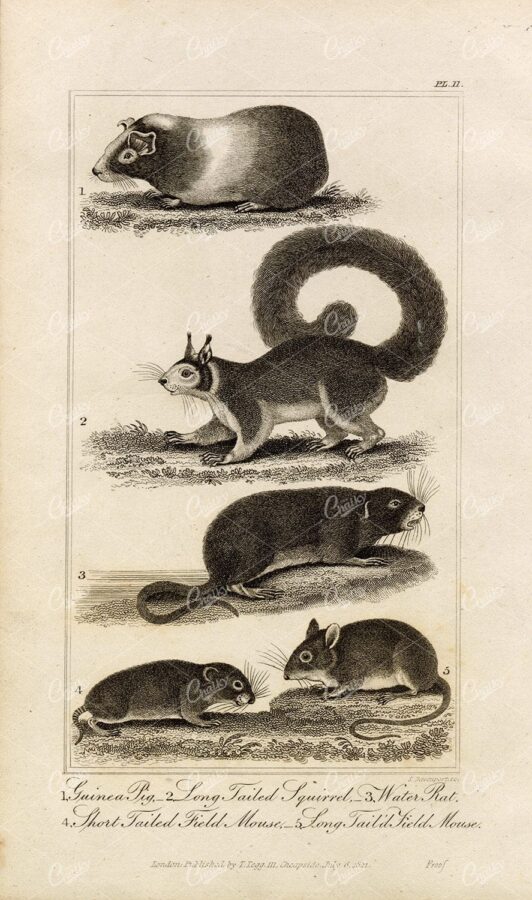 ANTIQUE Natural History Print - Guinea Pig, Squirrel, Rat, Mouse Engraving