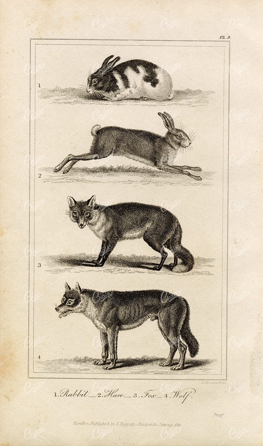 ANTIQUE Natural History Print - Rabbit, Hare, Fot, Wolf Engraving