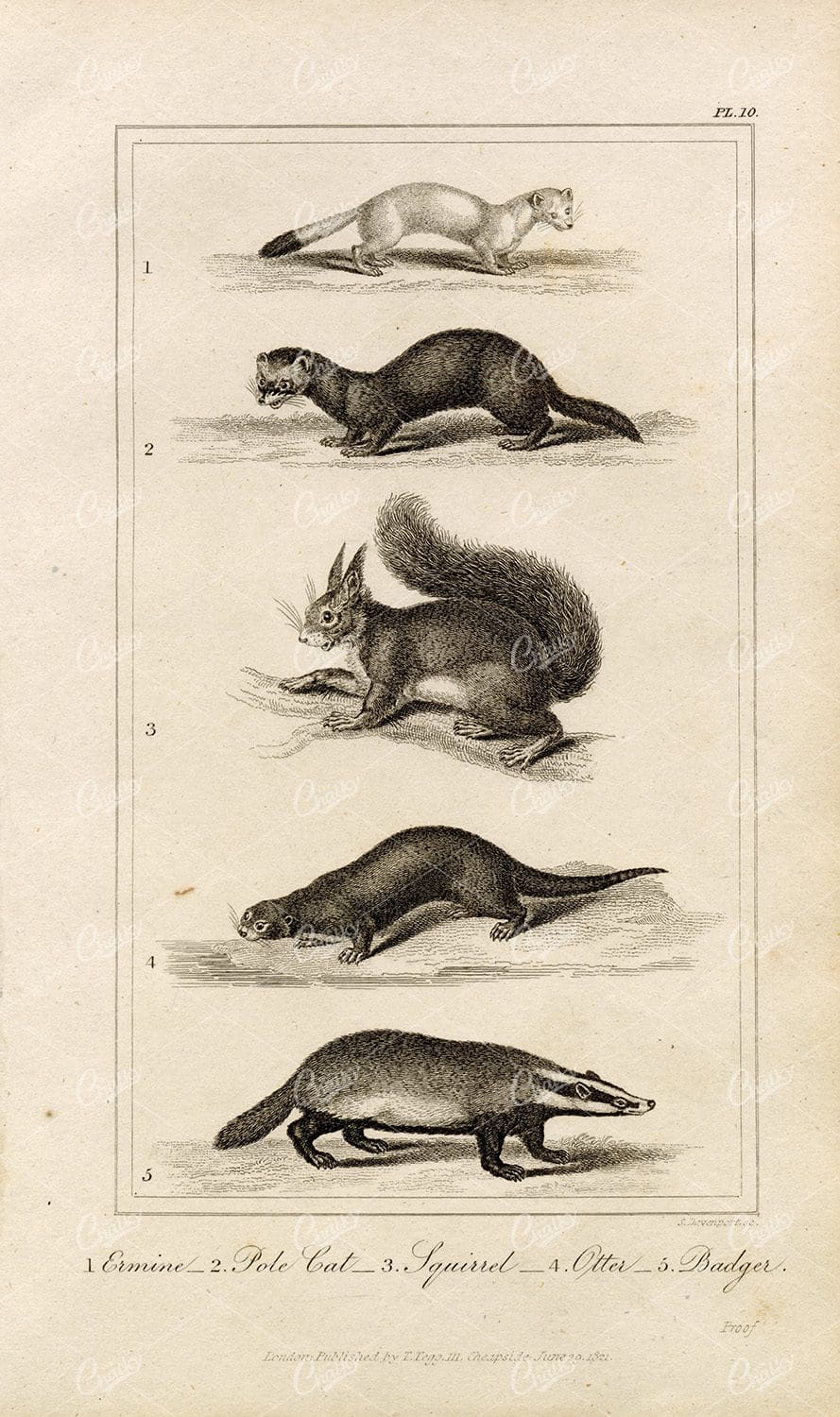 ANTIQUE Natural History Print - Ermine, Pole Cat, Squirrel, Otter, Badger