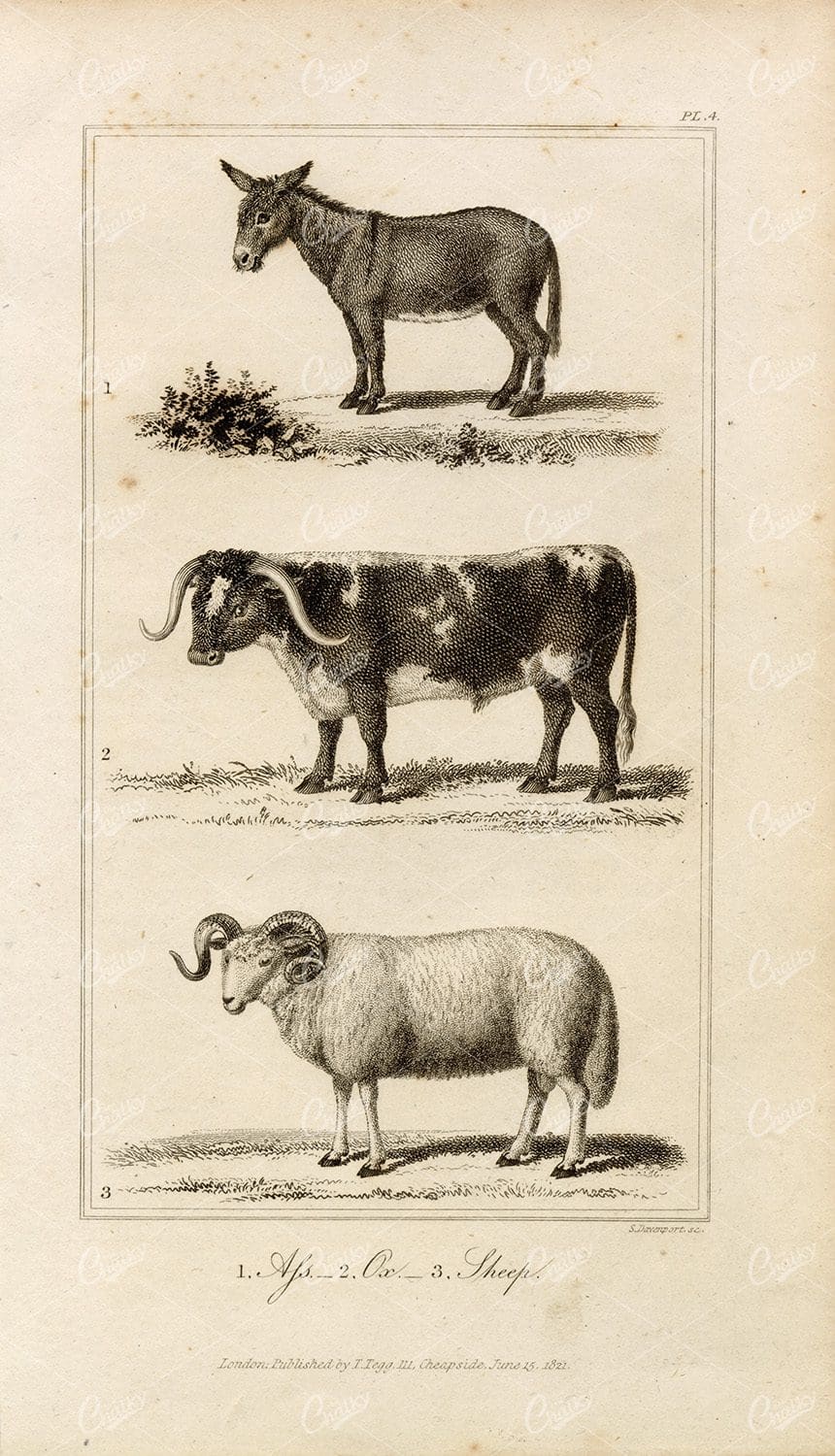ANTIQUE Natural History Print - Ass, Ox, Sheep Engraving