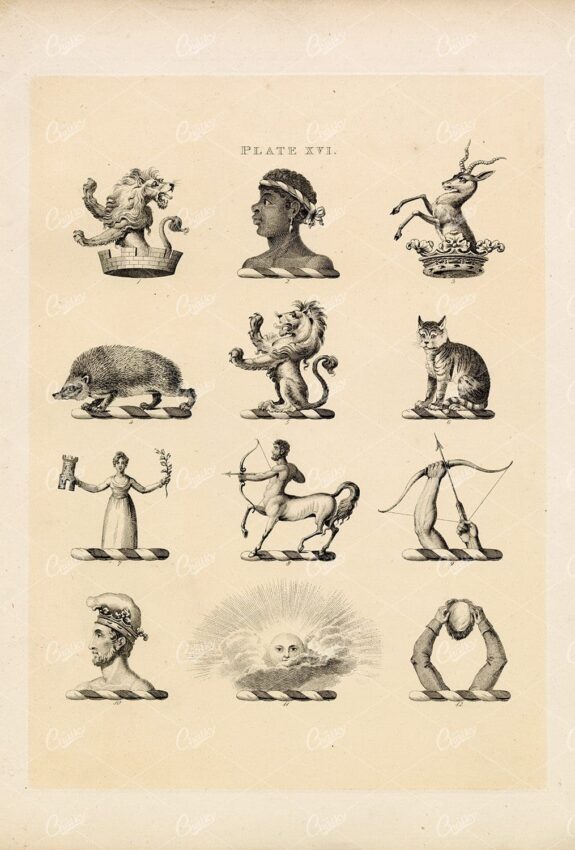 Knight & Rumley Heraldry Illustrations - Lion, Sun, Cat, Hedgehog
