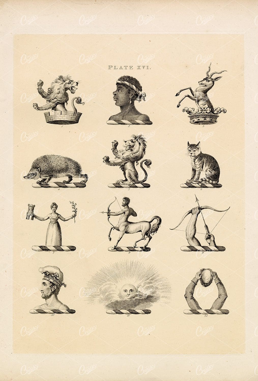 Knight & Rumley Heraldry Illustrations - Lion, Sun, Cat, Hedgehog