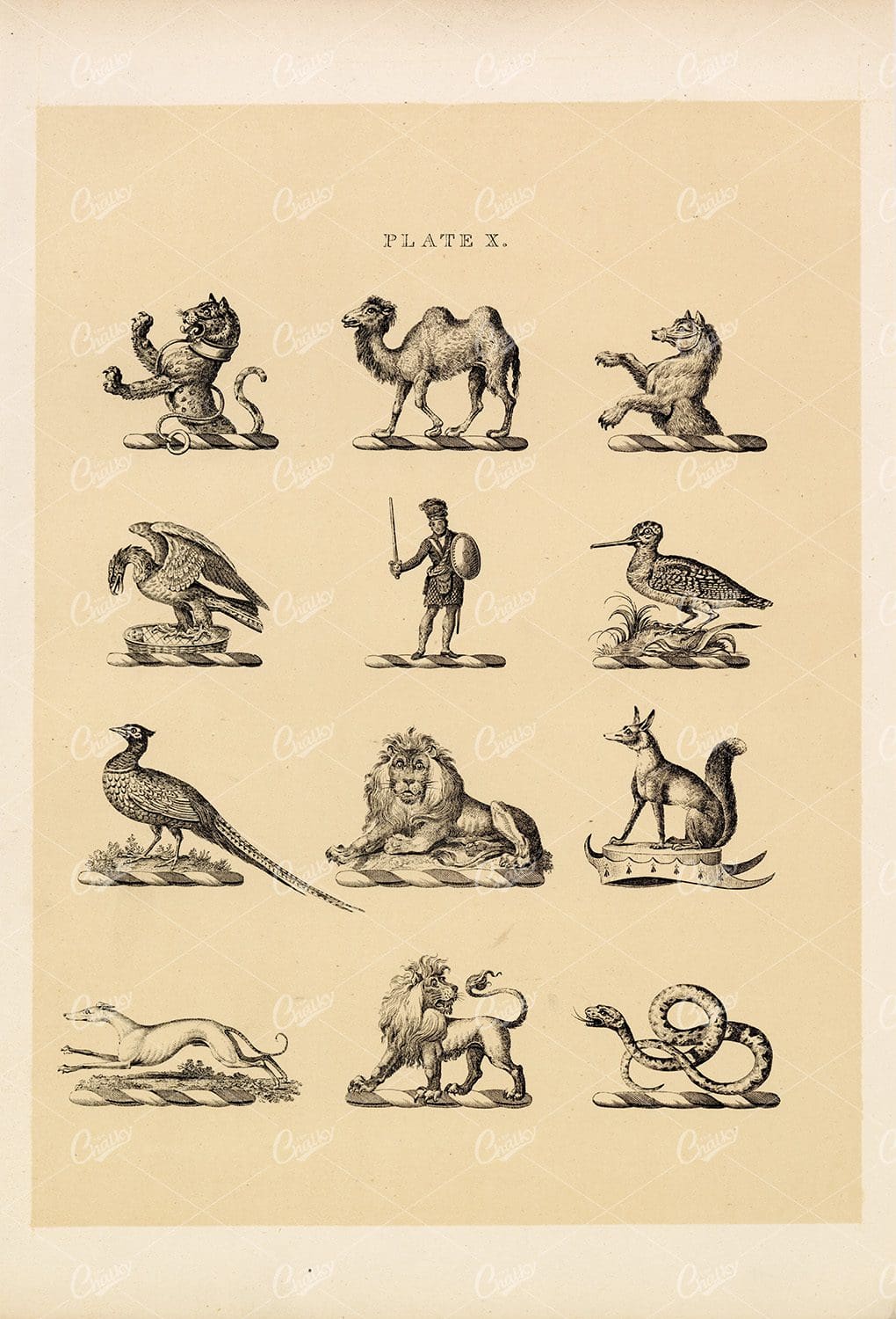 Heraldry Vintage Specimen Print - Camel, Fox, Lion, Snake 1910