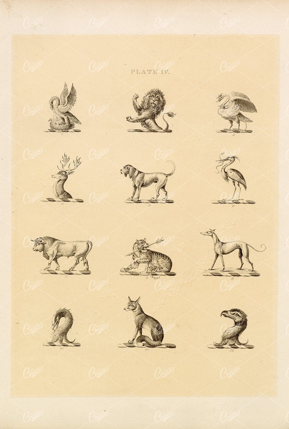 Heraldry Specimen Print - Swan, Heron, Bull, Lion, 1910