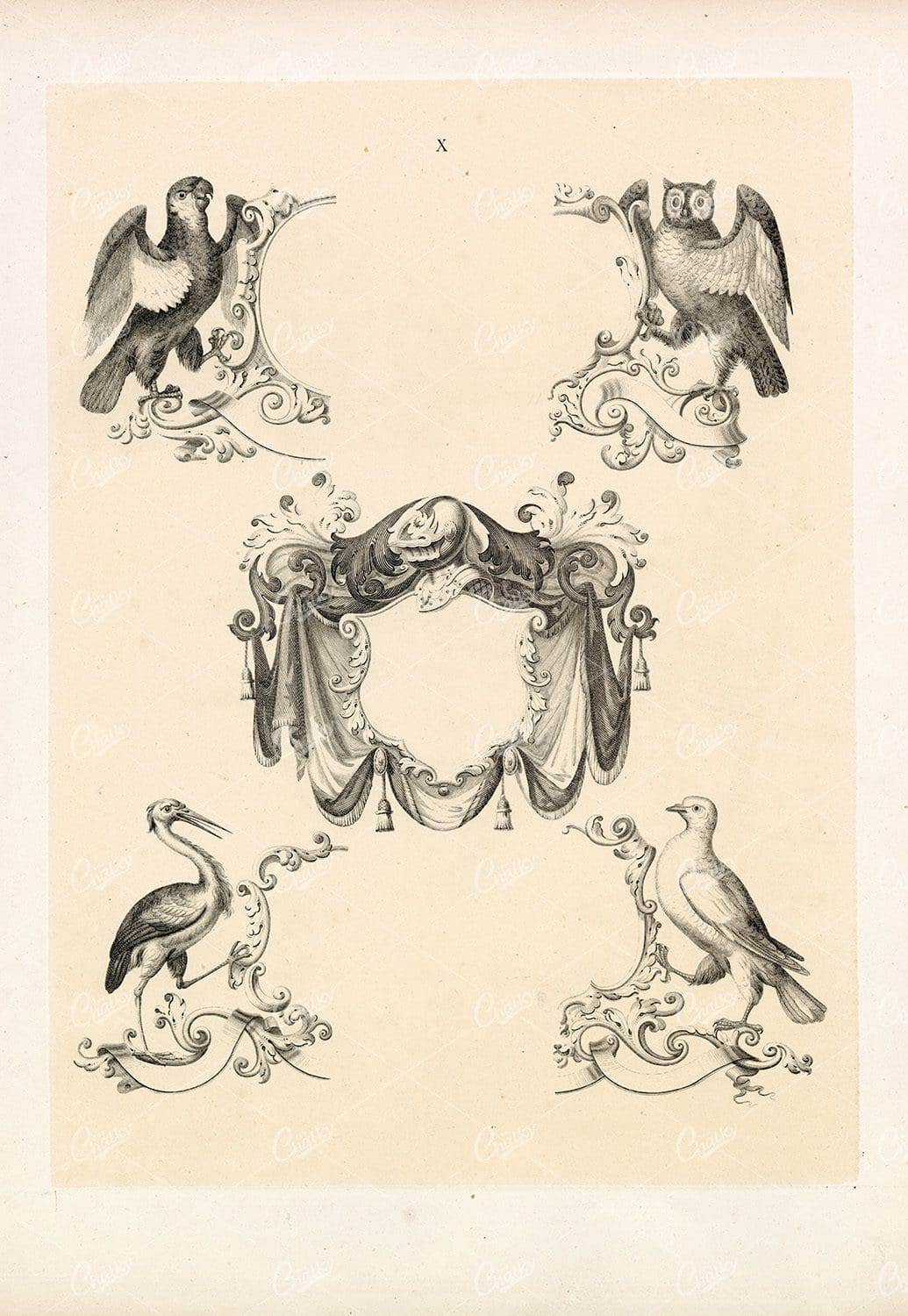 Vintage Heraldry Print - Parrott, Owl, Heron, Dove 1910