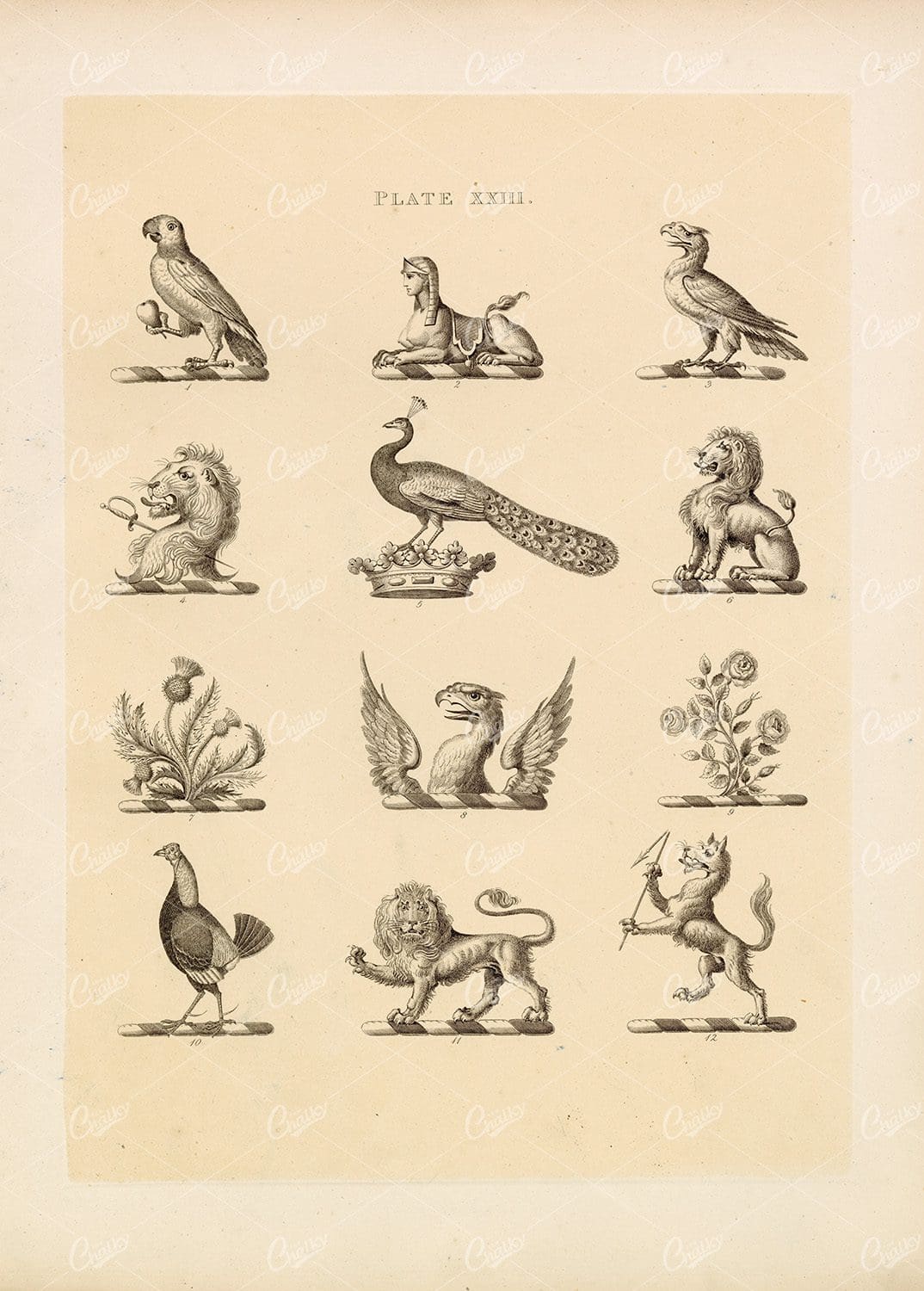 Examples of Heraldry Designs - 1910 Vintage Print