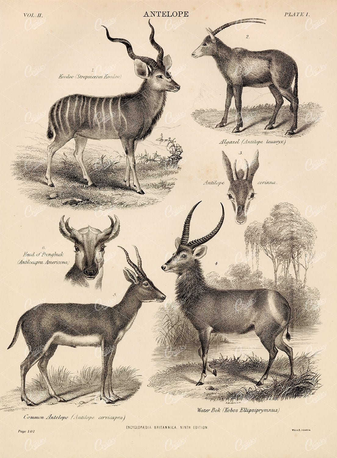 Encyclopedia Britannica 1880  - Vintage Print of Antelope