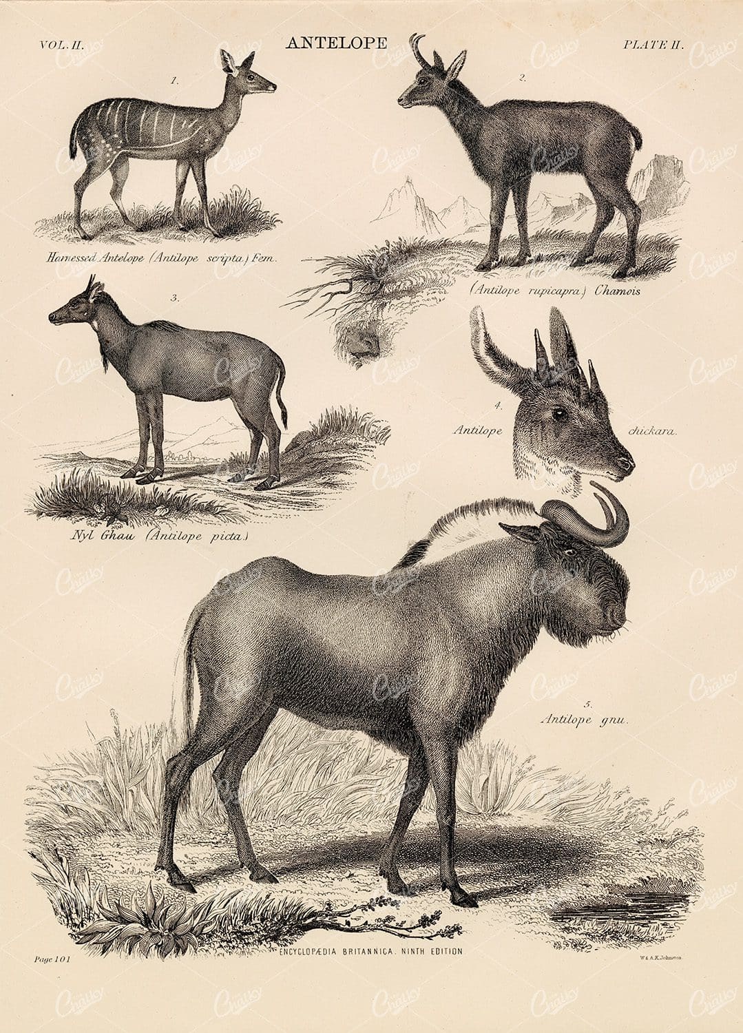 Encyclopedia Britannica 1880 - Vintage Print of Antelope
