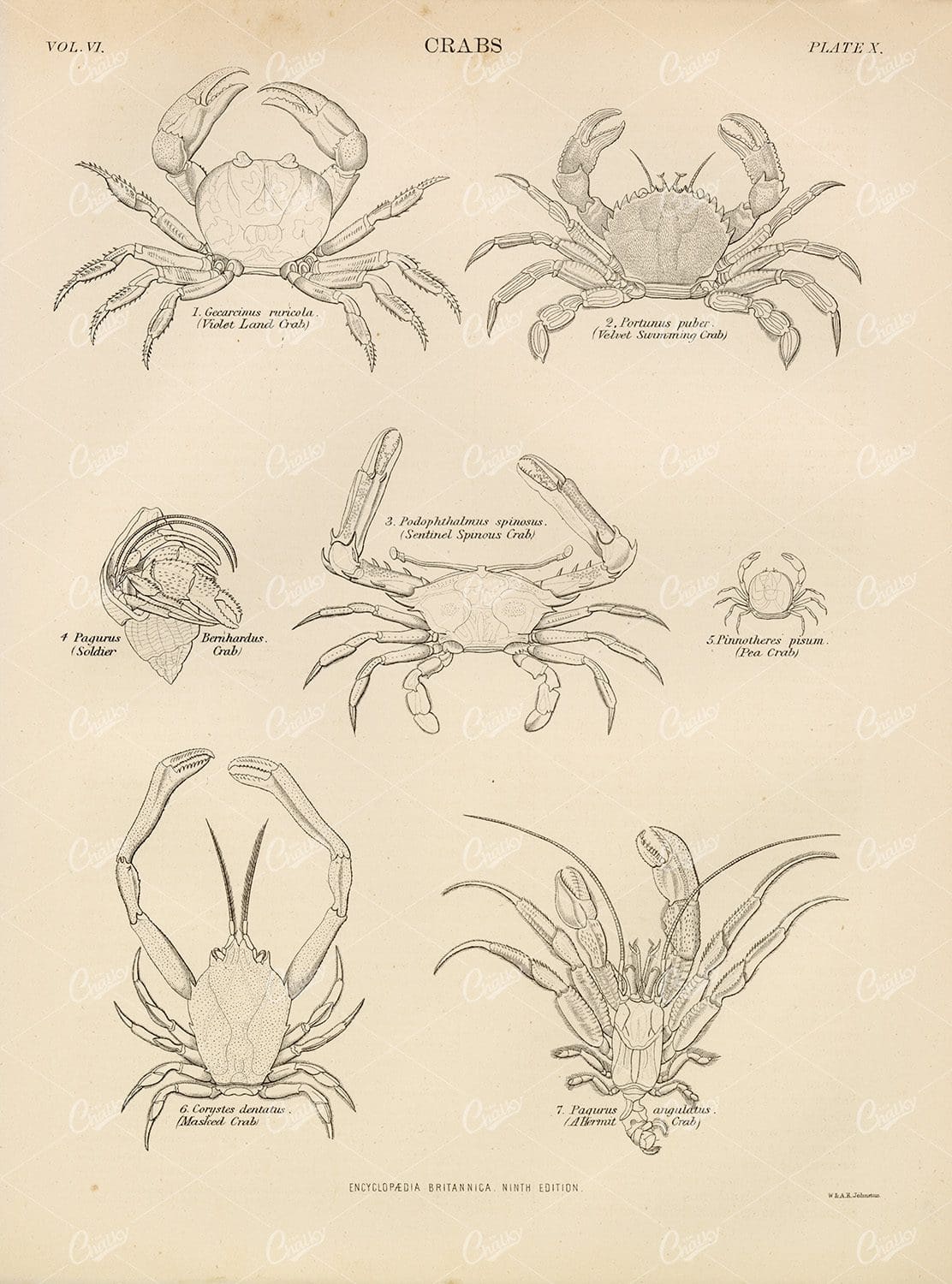 Crab Species - Vintage Encyclopedia Britannica Print 1880