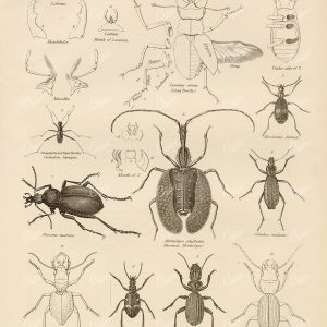 Coleoptera - Vintage Print of Beetle Species 1880