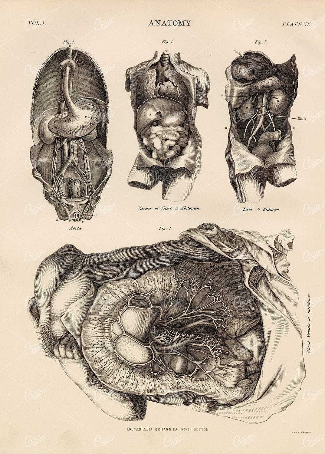Encyclopedia Britannica Vintage Anatomy Print - 1880