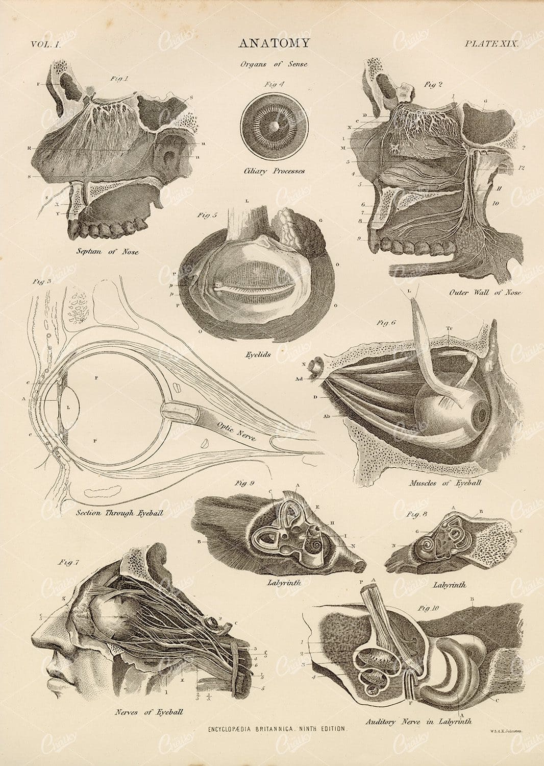 Encyclopedia Britannica Vintage Anatomy Print - 1880