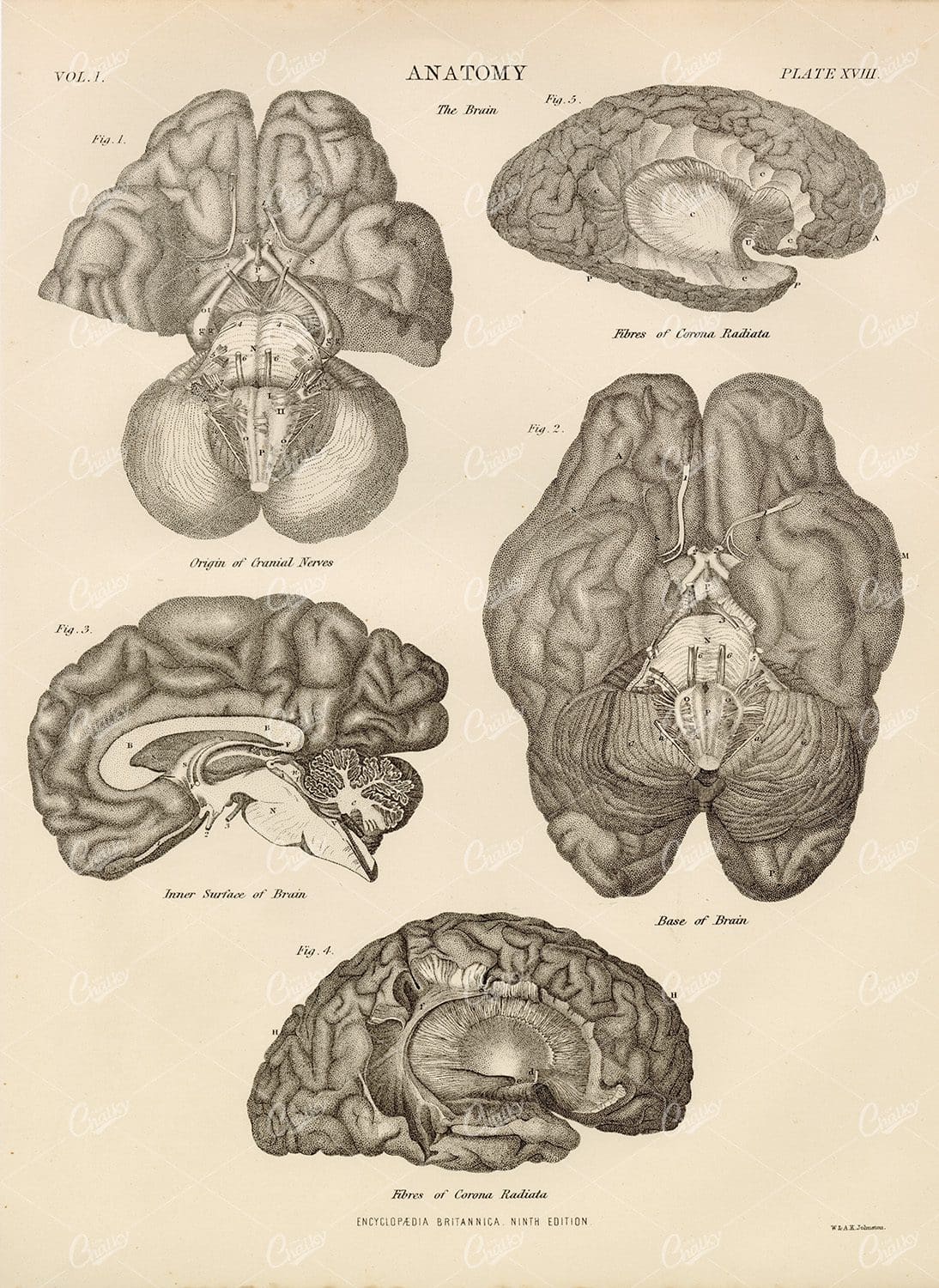 Encyclopedia Britannica Vintage Anatomy Print - 1880