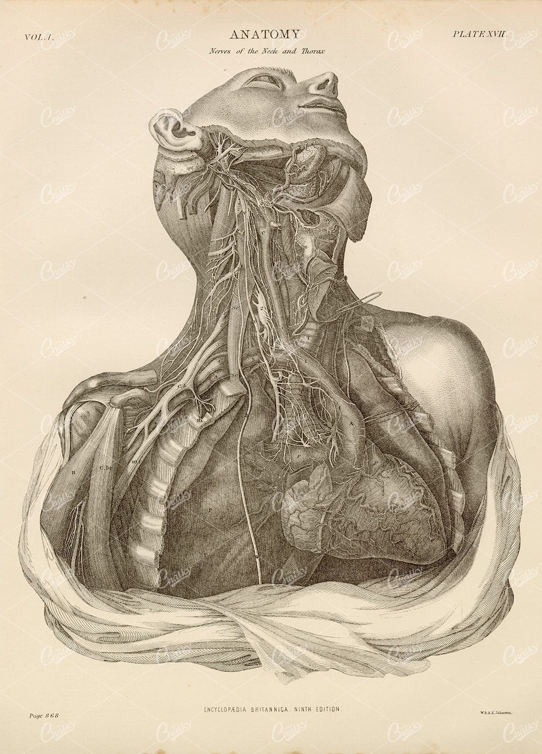Vintage Anatomy Print 1880 - Nerves of the Neck and Thorax