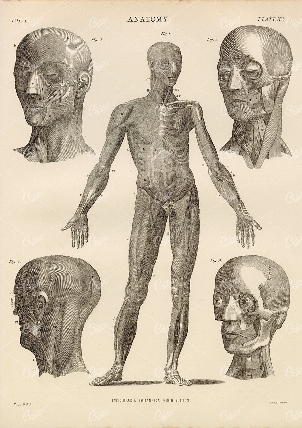 Vintage Anatomy Print 1880 - Encyclopedia Britannica