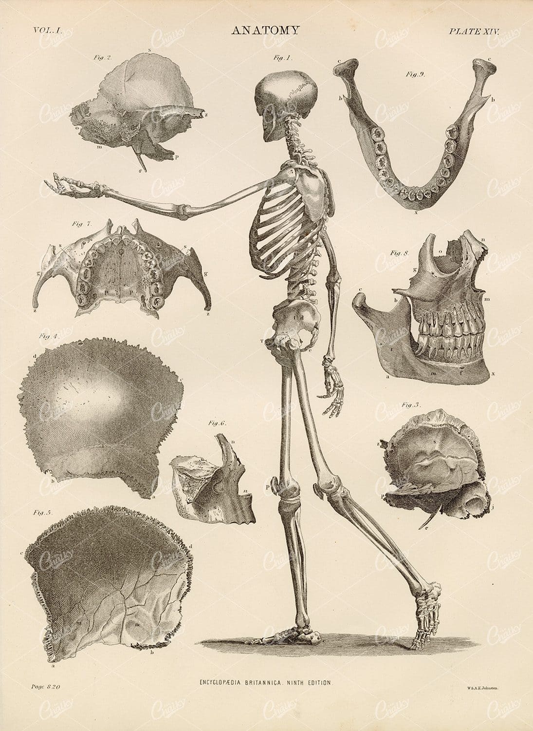 Encyclopedia Britannica 1880 - Vintage Anatomy Print