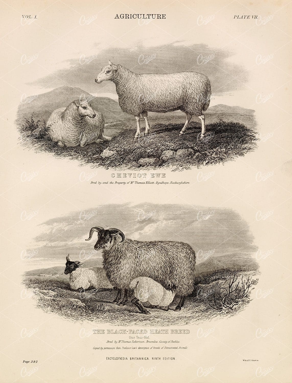 Antique Agriculture Print - 1880 Encyclopedia Britannica