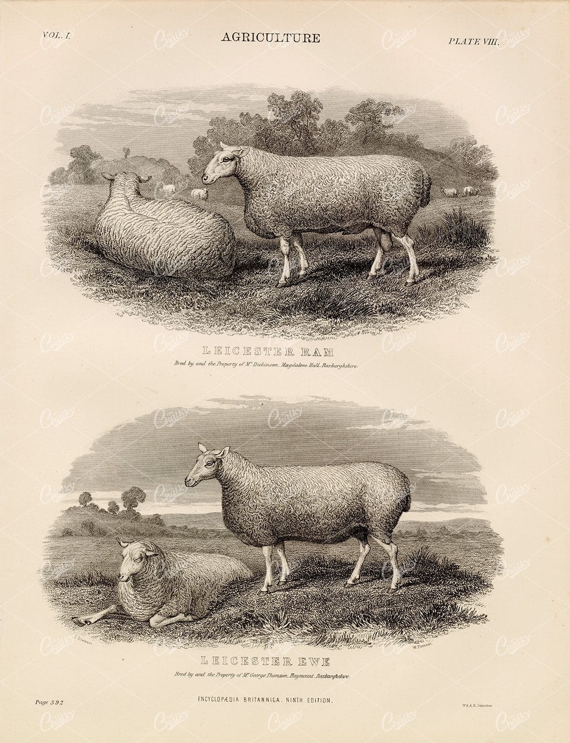 Antique Agriculture Print - 1880 Encyclopedia Britannica