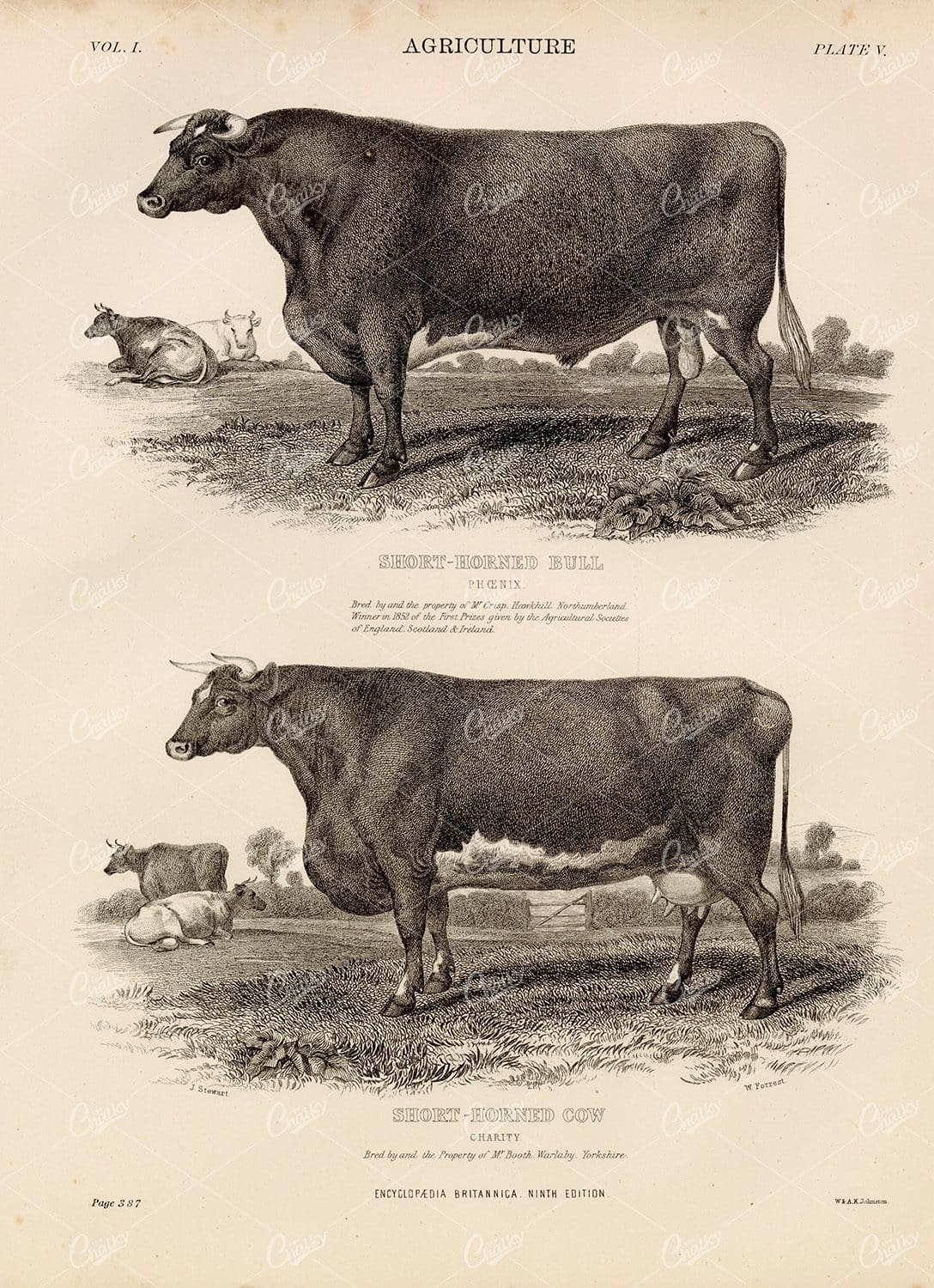 Encyclopedia Britannica 1880 - Vintage Agriculture Print