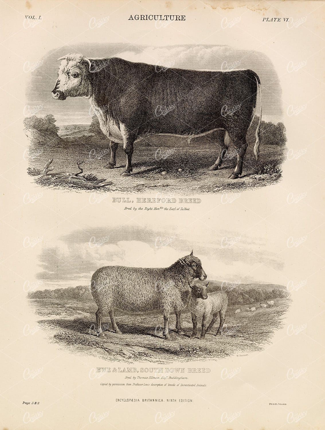 Vintage Agriculture Print - Encyclopedia Britannica 1880