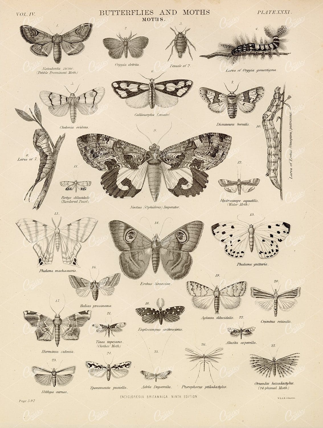 Butterflies and Moths - 1880 Vintage Print