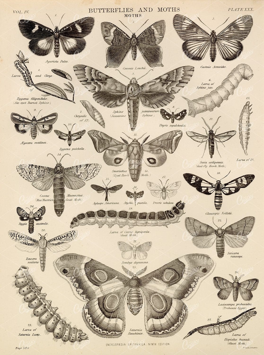 Butterflies and Moths - 1880 Vintage Print