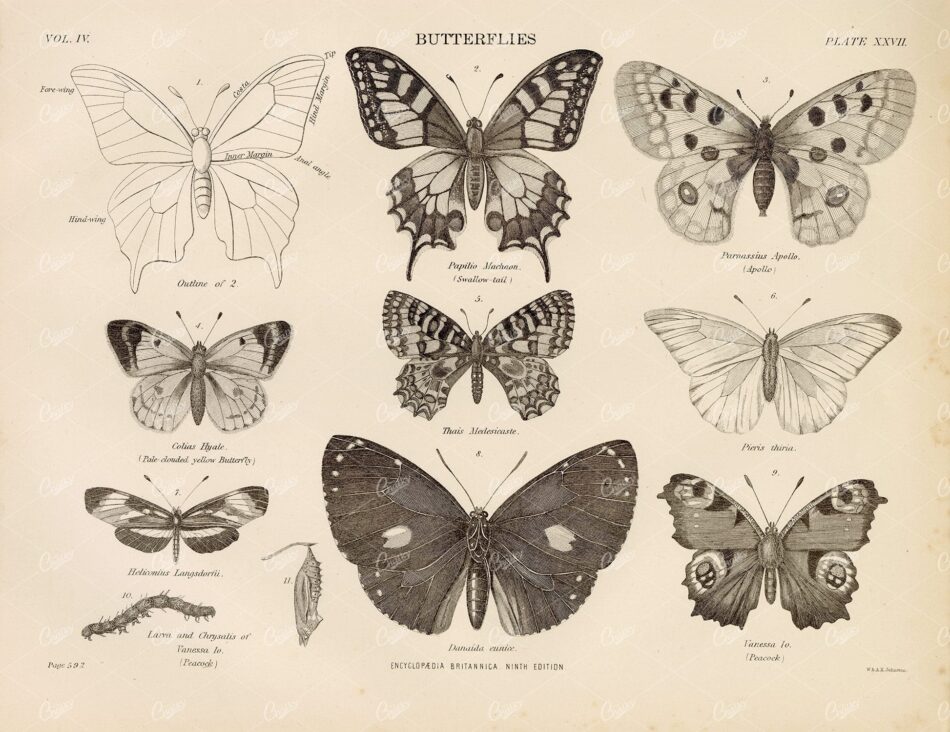 Antique 1880 Print Encyclopedia Britannica - Butterflies