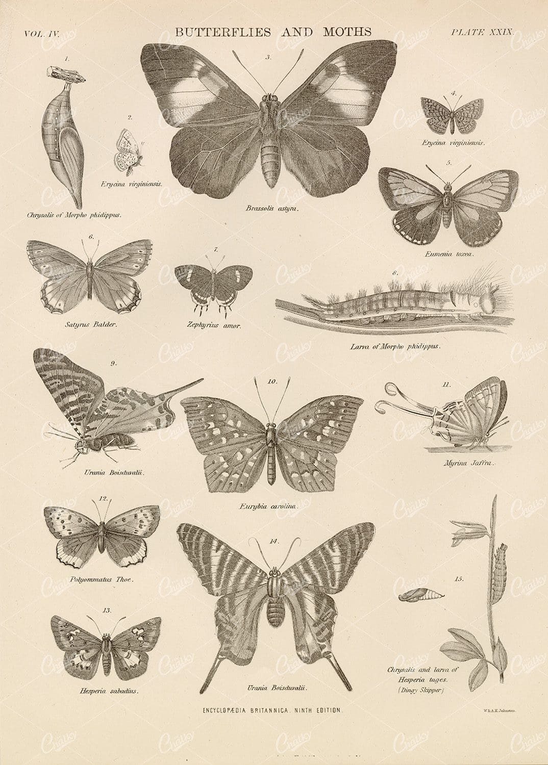 Antique 1880 Print Encyclopedia Britannica - Butterflies and Moths