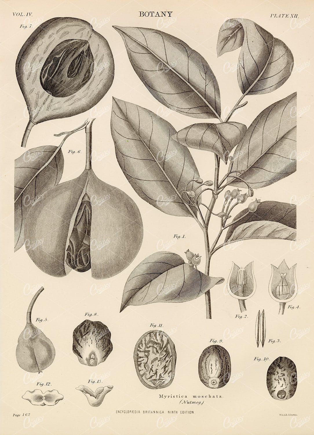 Vintage Nutmeg Botany Print - 1880 Encyclopedia Britannica