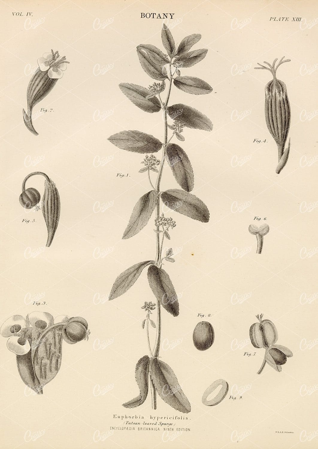 Tutsan Leaved Spurge Botany Vintage Print 1880