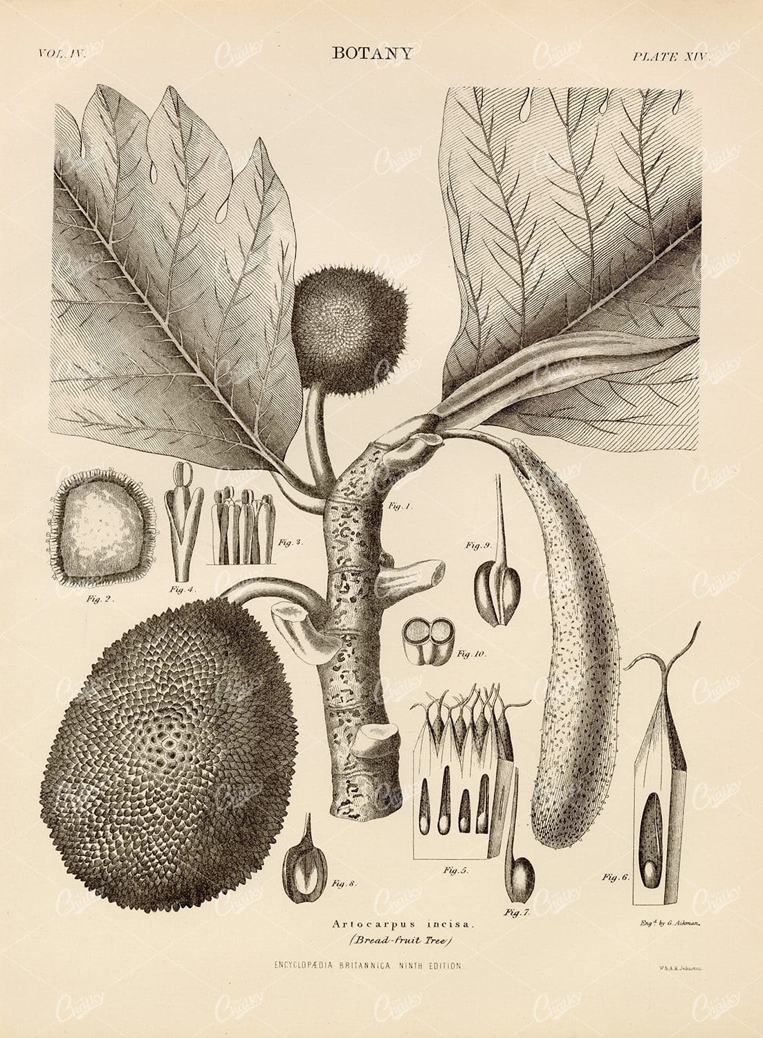 Breadfruit Tree Botany Vintage Print  - 1880