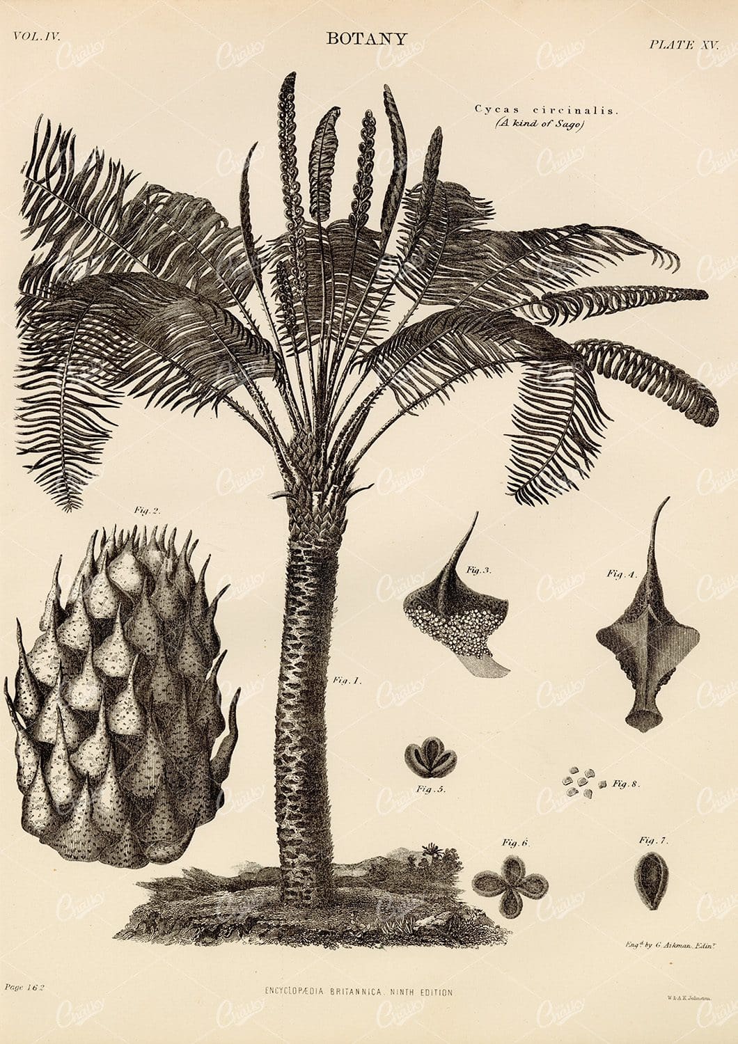 Cycas Circinalis (sago) Vintage Botany Print - 1880