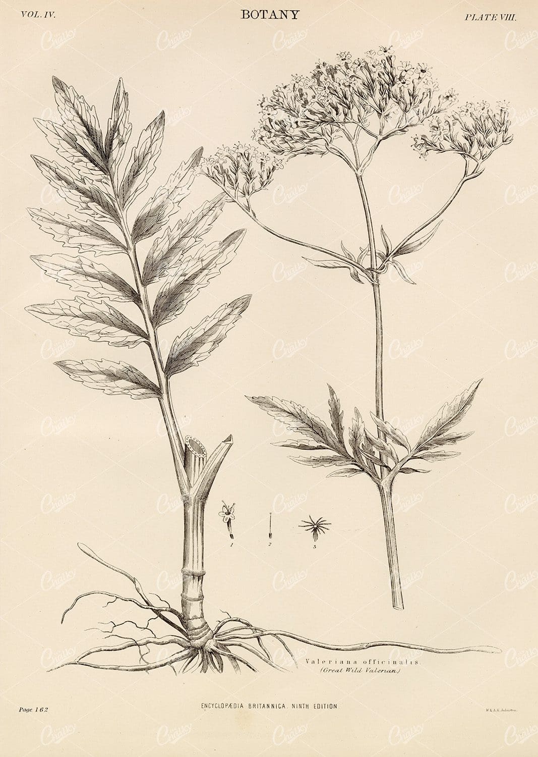 1880 Vintage Botany Print - Great Wild Valerian