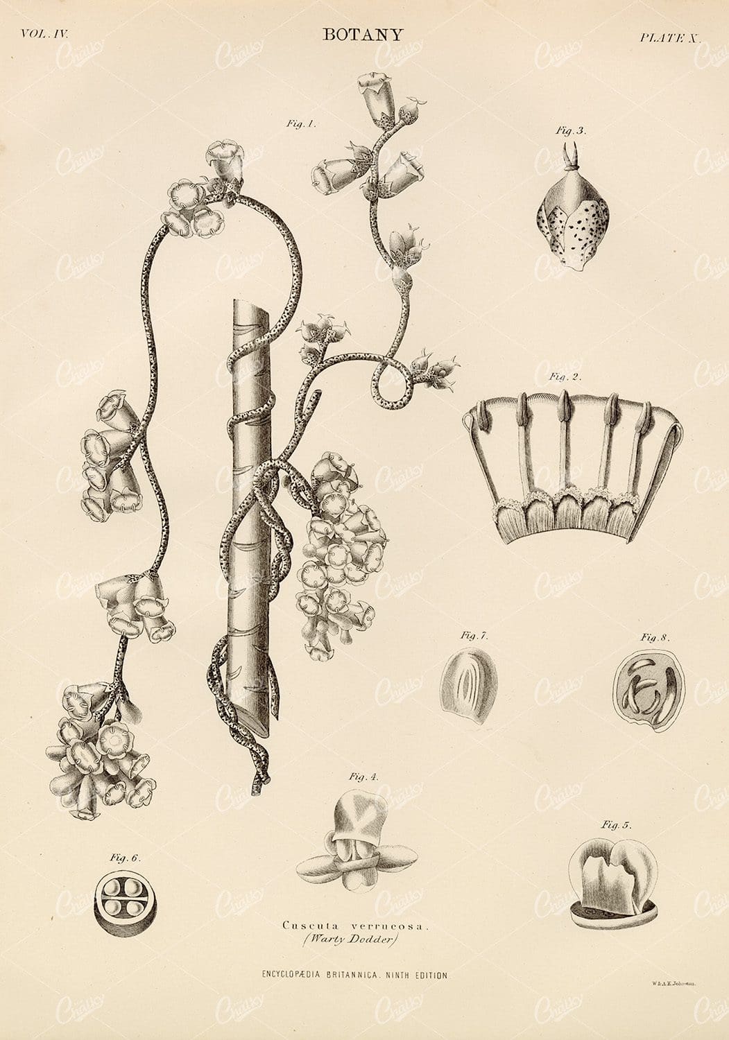 1880 Antique Botany Print - Cuscuta Vettucosa (watery dodder)