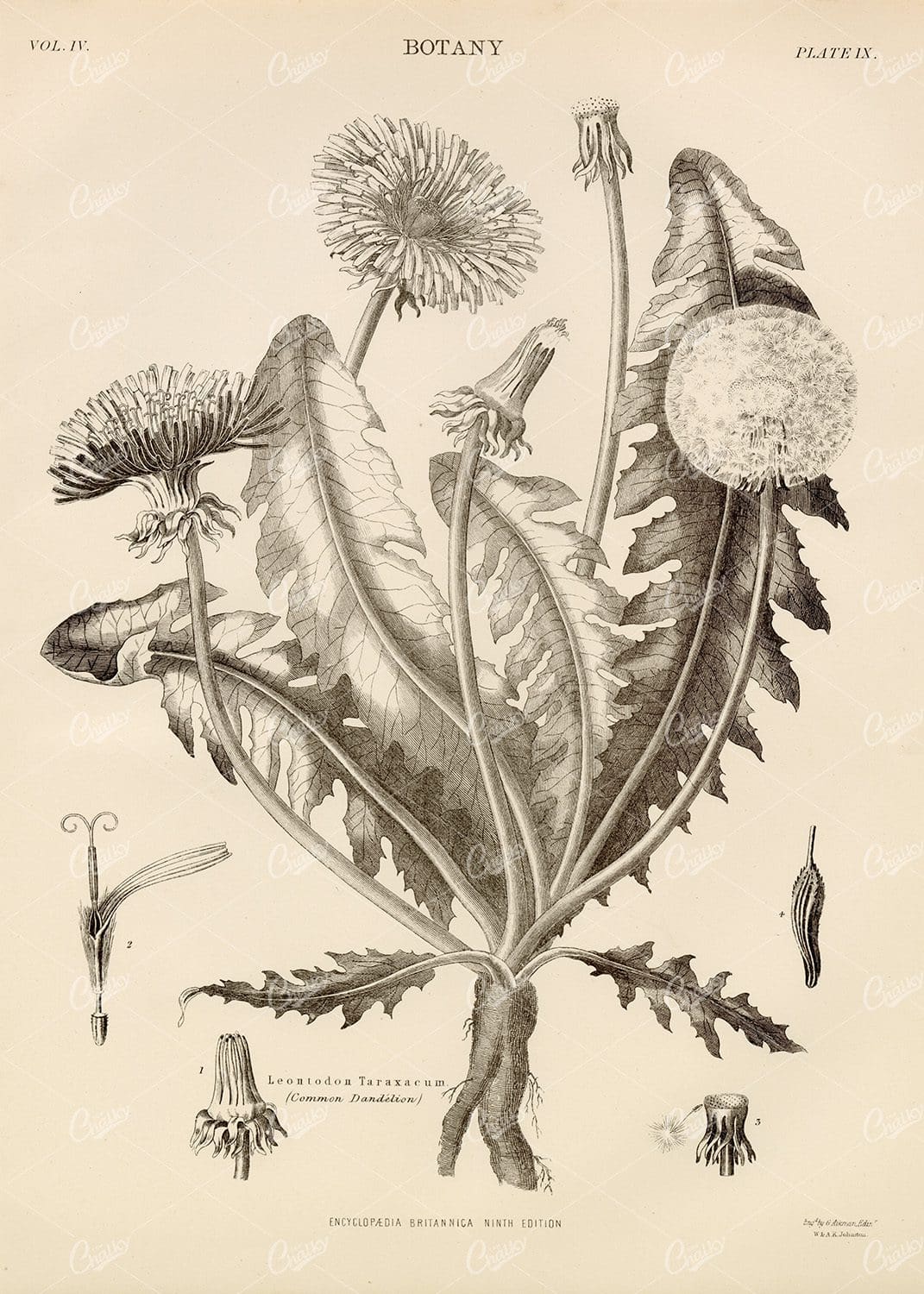 Leontodon Taraxacum (common dandelion) - Vintage Botany Print