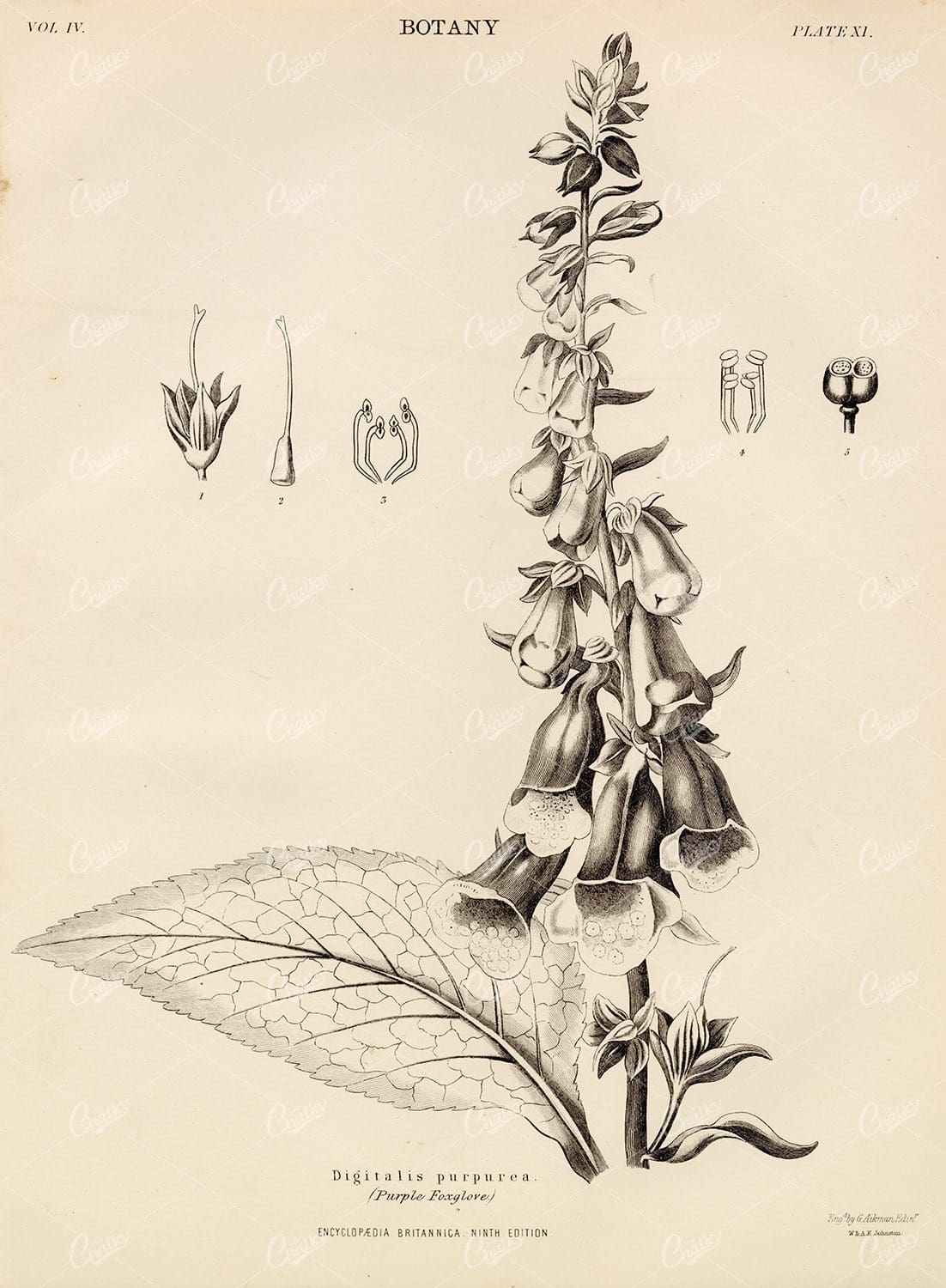 Vintage Botany Print - Digitalis Purpurea (purple foxglove)
