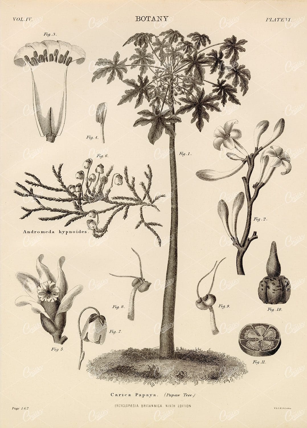 1880 Antique Botany Print - Carica Papaya (pawpaw tree)