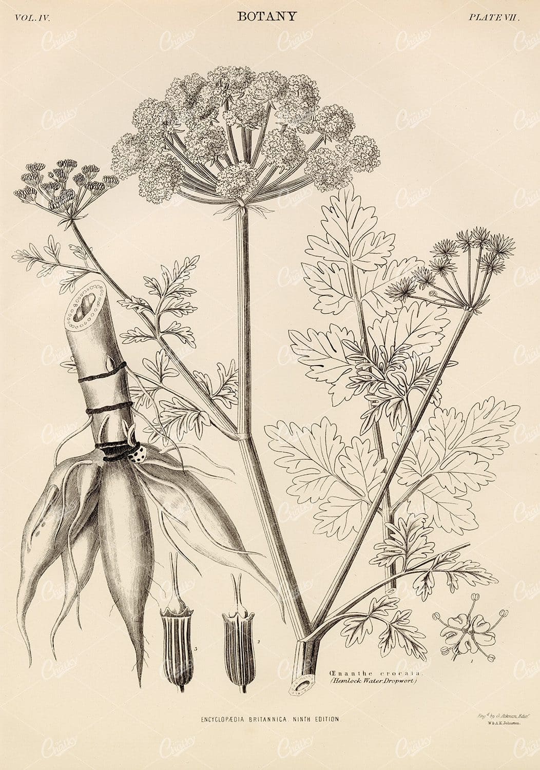 1880 Vintage Botany Print - Encyclopedia Britannica