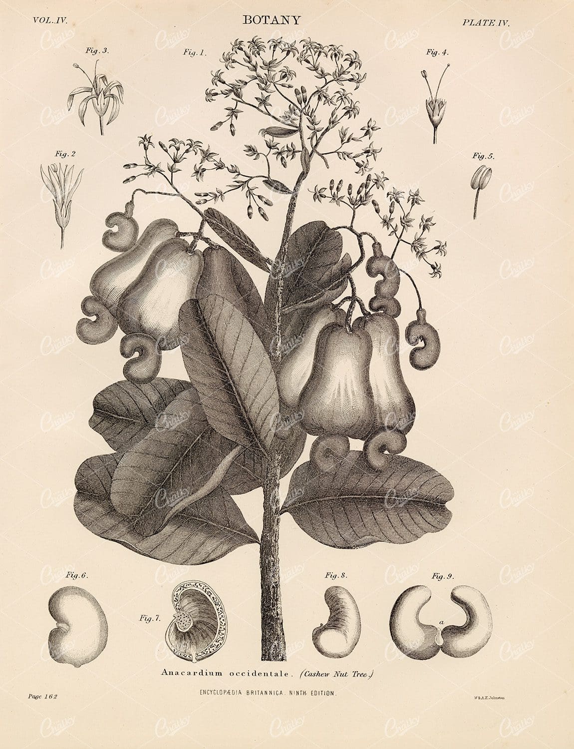 Encyclopedia Britannica - Vintage Botany Print 1880