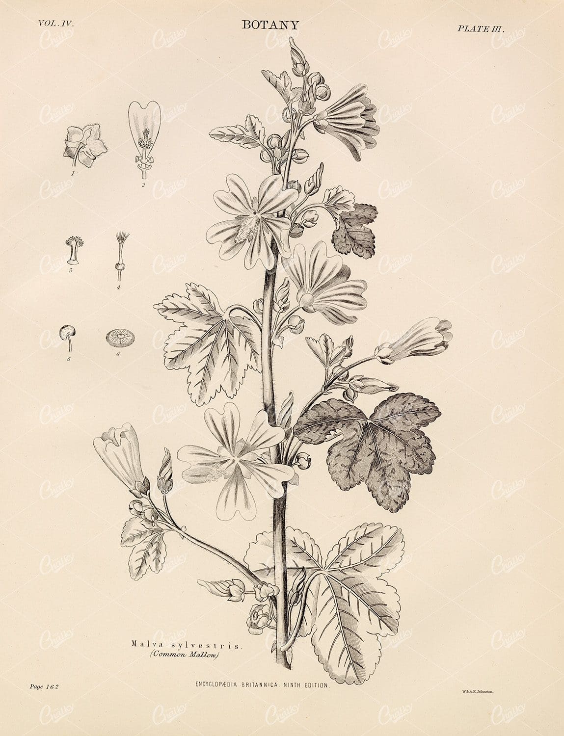 Malva Sylvestris (common mallow) -Vintage Botany Print