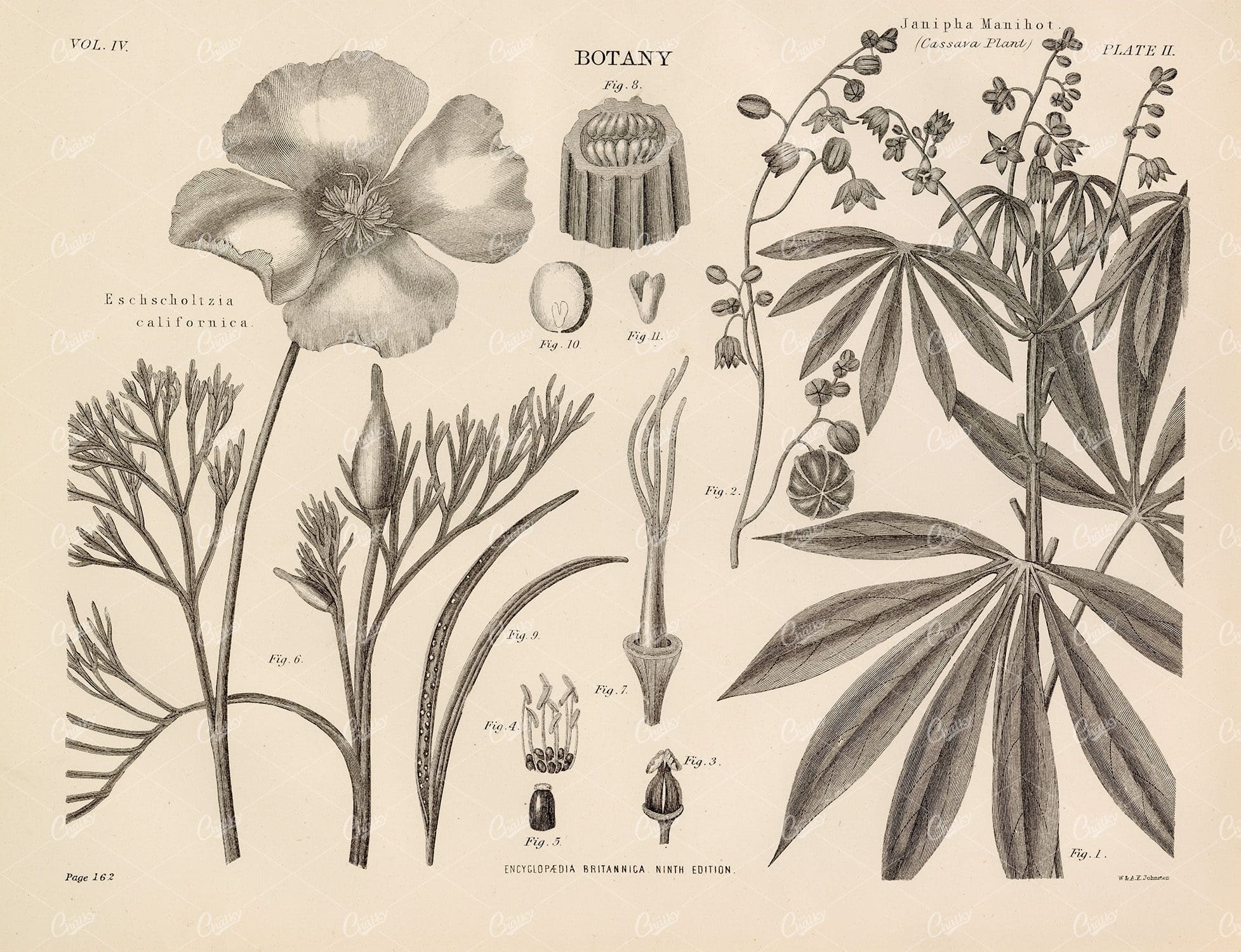 Encyclopedia Britannica 1880 - Antique Botany Print