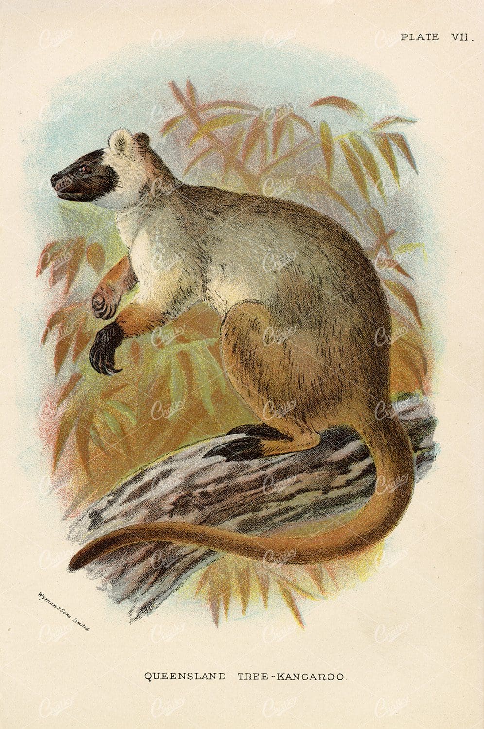 Vintage Coloured Print of Queensland Tree Kangaroo - 1896